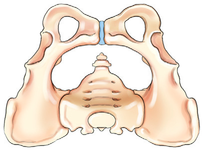 Fig. 7-10 Pelvic cavities. Inlet Plane of inlet