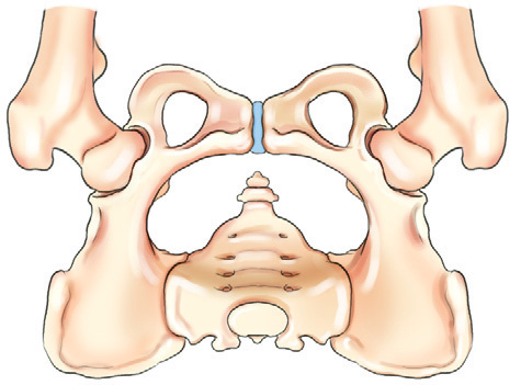 Fig. 7-20 Joints of pelvis. Sacroiliac Sacrum