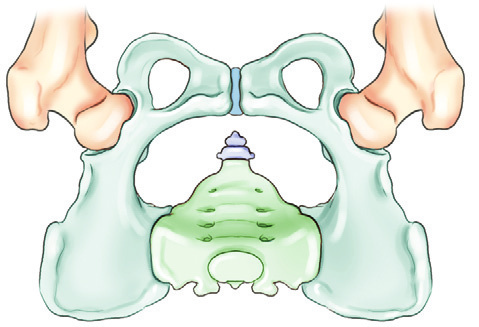 Fig. 7-4 Pelvis—four bones: two hip bones, sacrum, and (1) Ilium